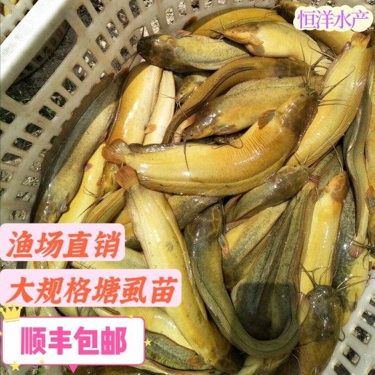 本地塘鲺鱼苗塘角鱼土塘虱淡水鱼