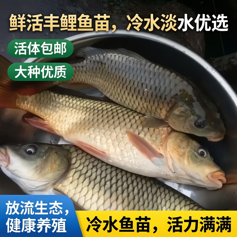 鲤鱼丰鲤放流鱼大种鲤鱼冷水鱼苗