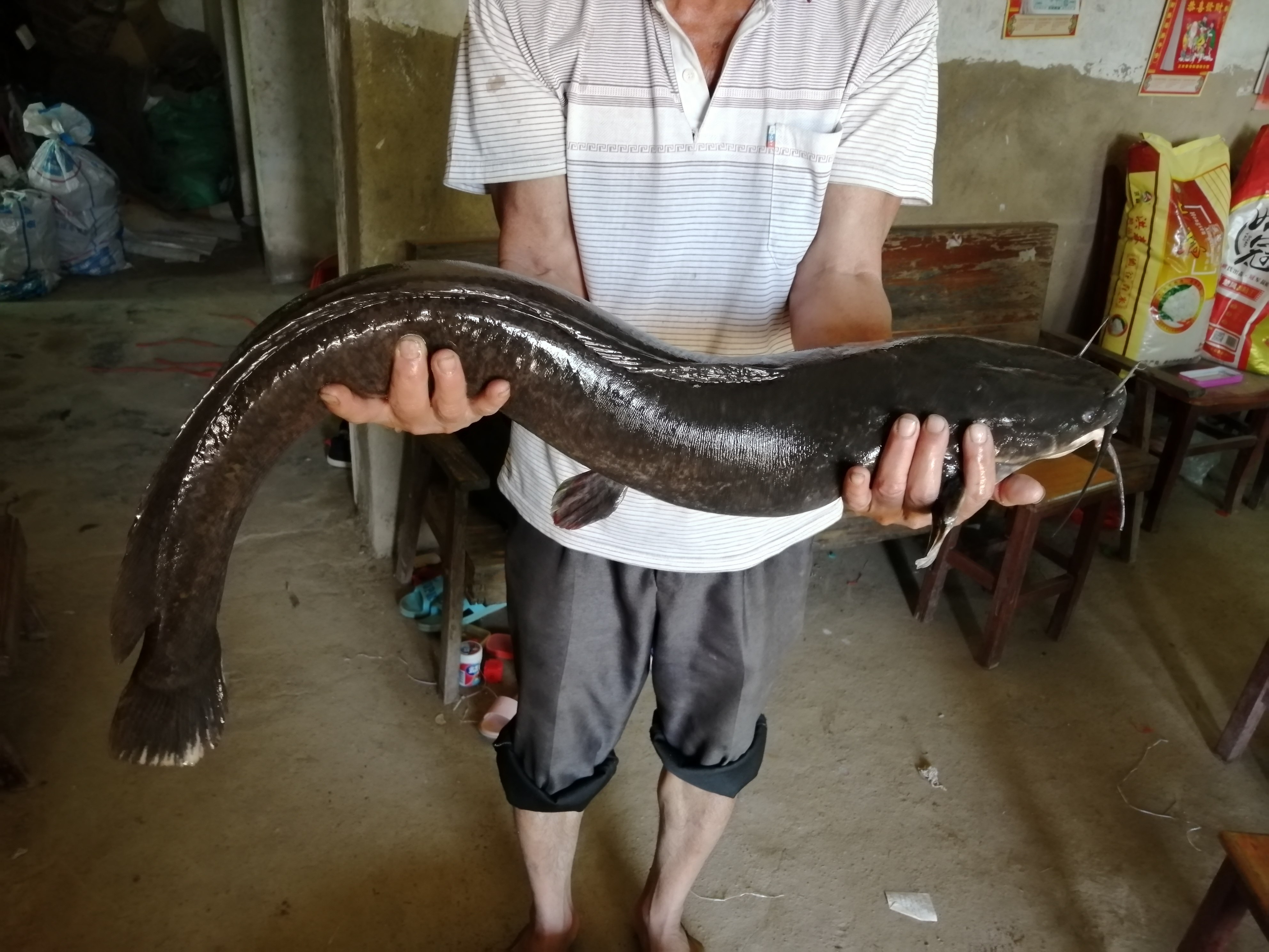 埃及塘鲺鱼大规格埃及鱼苗大种塘虱苗八须鲶鱼苗革胡子鲶淡水鱼苗