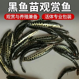 杂交黑鱼苗乌鱼生鱼观赏鱼斑鱼大规格杂交黑鱼活体宠物鱼淡水鱼苗