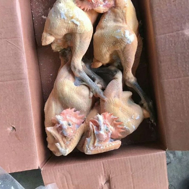 黄脚土公鸡青脚麻鸡母鸡冷冻鸡商用装冻鸡整箱批发