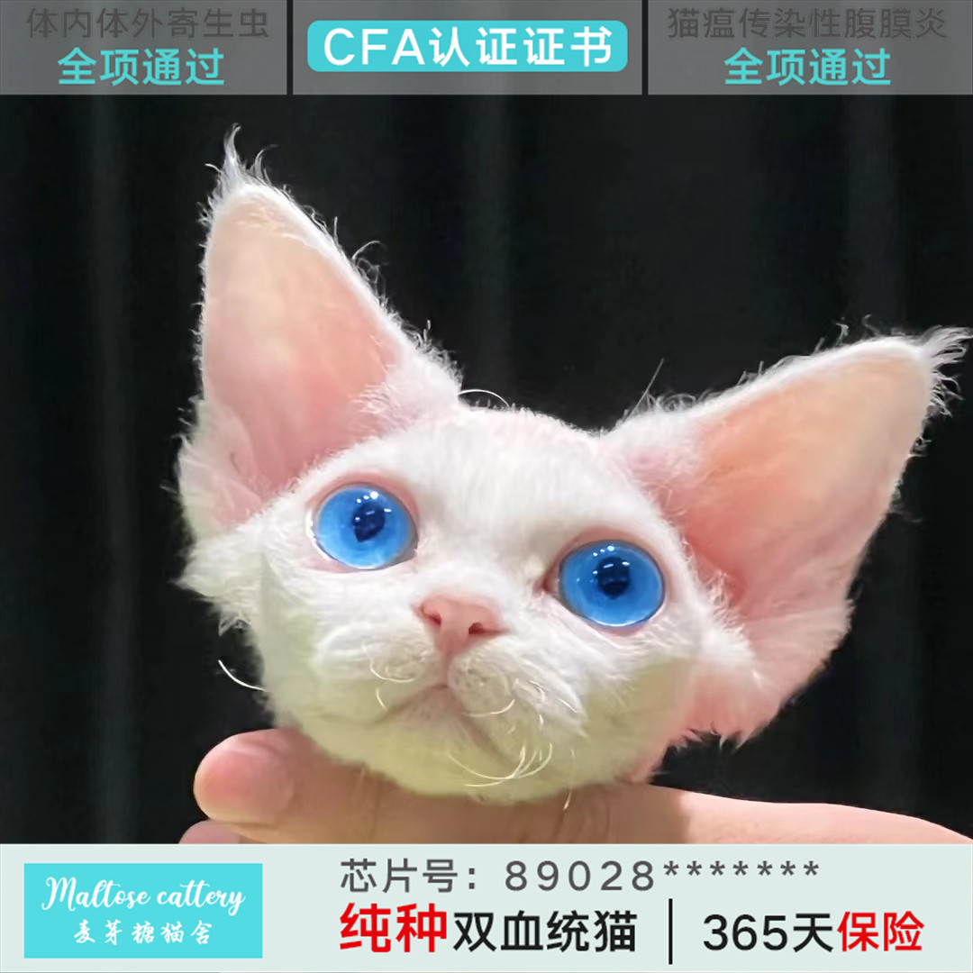 北京德文卷毛猫幼猫纯种纯白虎斑开脸宠物猫活体高智商不掉毛活物