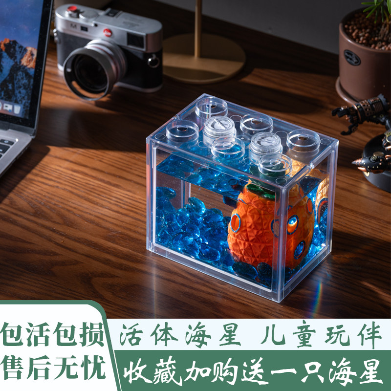 网红海星饲养套装活海星观赏宠物