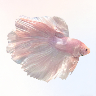 泰国斗鱼观赏鱼苗金鱼热带好养耐活体小型鱼缸淡水半月宠物婚纱鱼