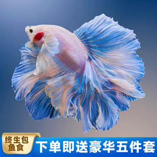 泰国斗鱼婚纱鱼热带观赏鱼金鱼缸小型宠物半月淡水鱼好养耐活鱼