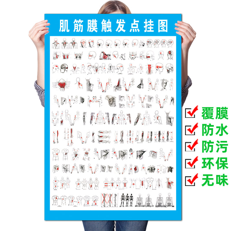 《肌筋膜触发点挂图》医院人体骨骼器官解剖结构图内脏脊柱椎海报