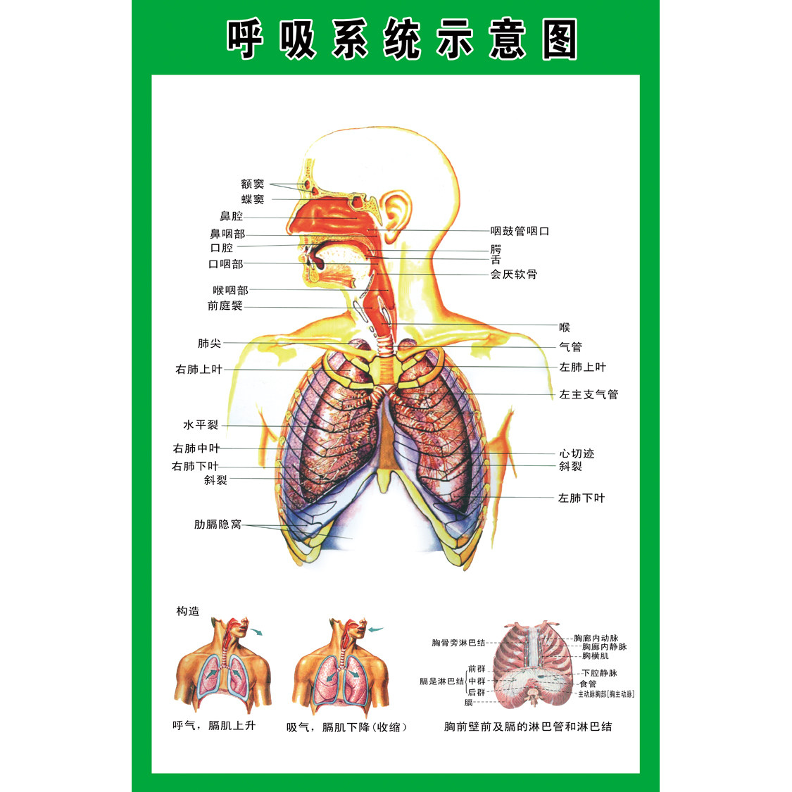 呼吸系统示意图医院人体解剖图肺部呼吸系统海报画疾病预防贴纸