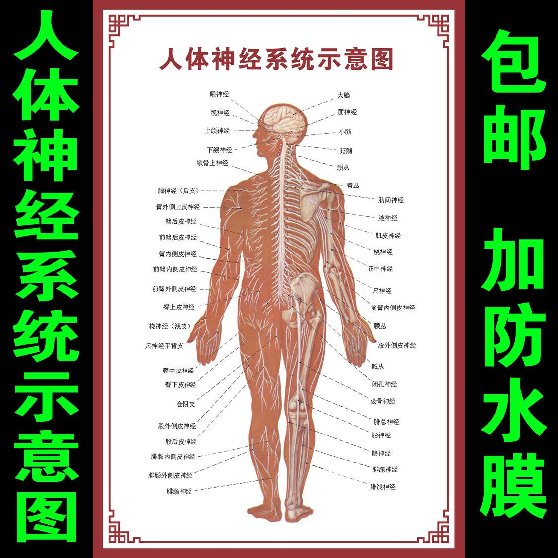 神经系统示意图挂图人体结构器官解剖图 医院医学宣传