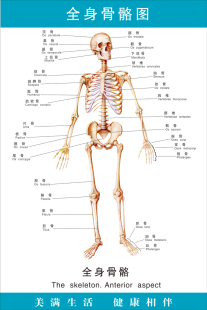 医院人体全身骨骼器官结构解剖图挂图腹部脏器内脏血管位置分布图
