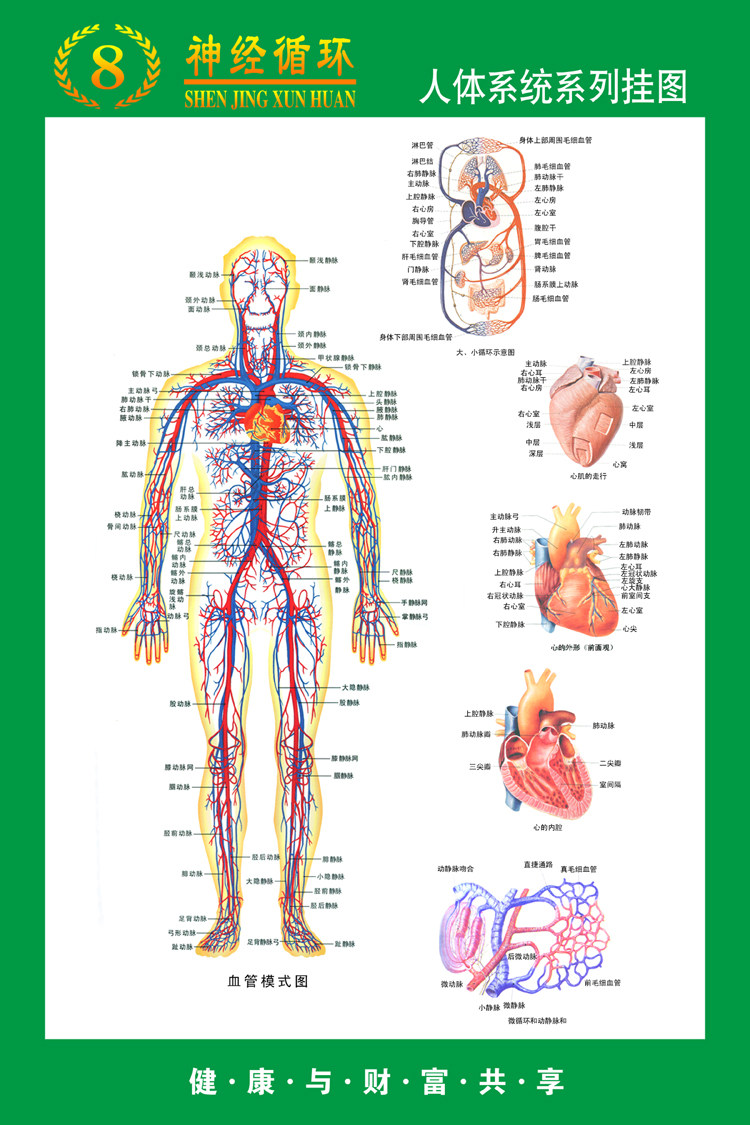 《人体系统系列挂图》医院大挂图人体经络穴位图中医养生保健海报