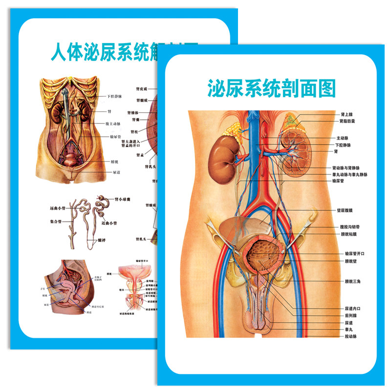 泌尿系统剖面图挂图男女人体解剖图海报 医院科室泌尿系统示意图