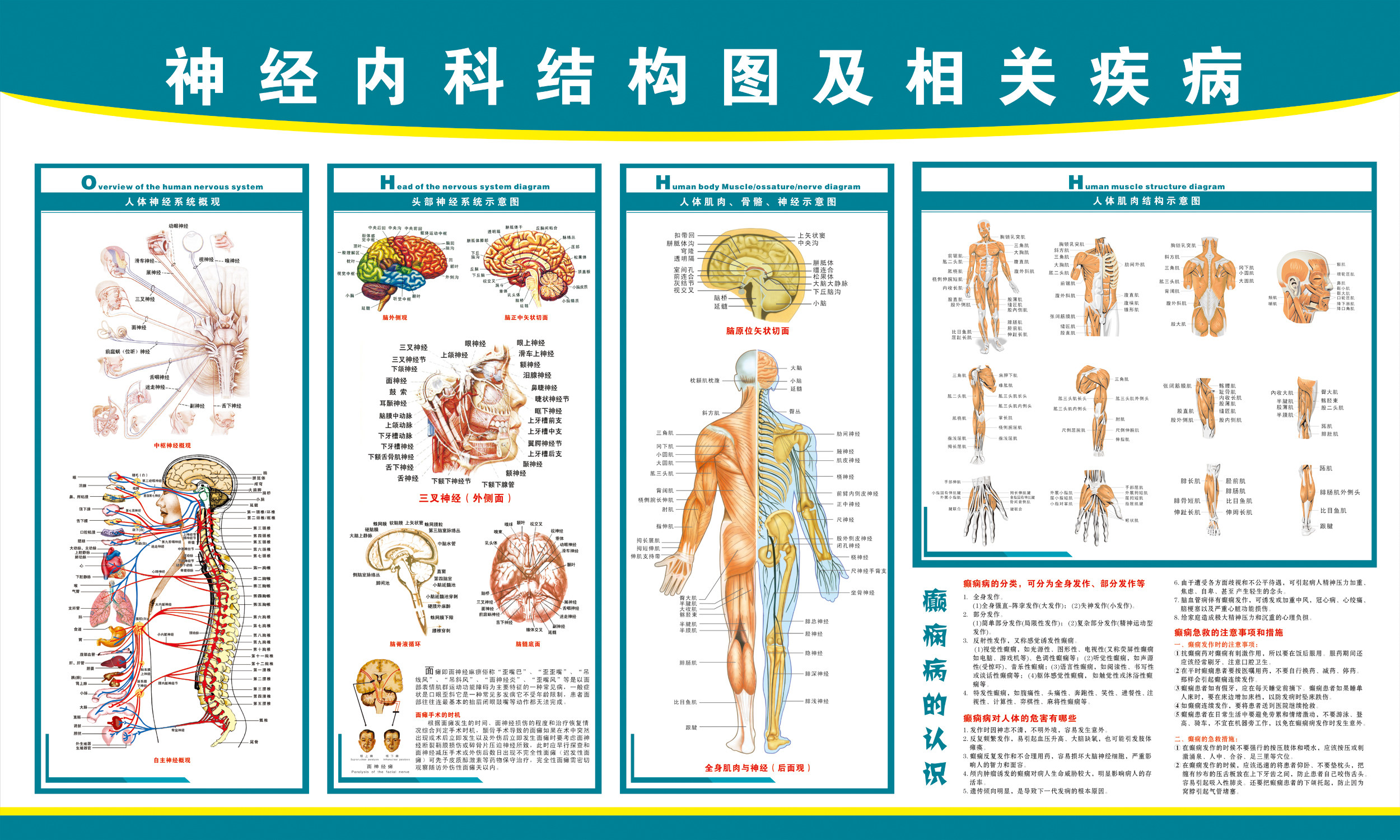 《神经内科结构图》医院大挂图人体经络穴位图中医养生保健海报