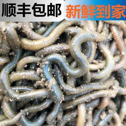 活体蚯蚓钓黄鳝青蚯蚓鲜活黑蚯蚓大蚯蚓臭蚯蚓综合饵料鱼饵包邮