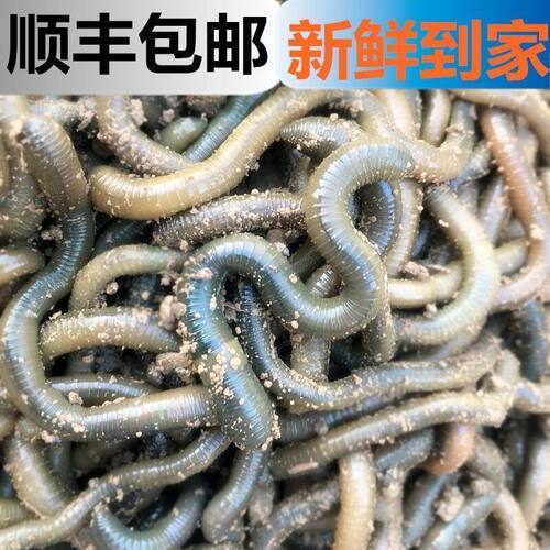 钓黄鳝青蚯蚓活体诱饵鲜活鱼饵