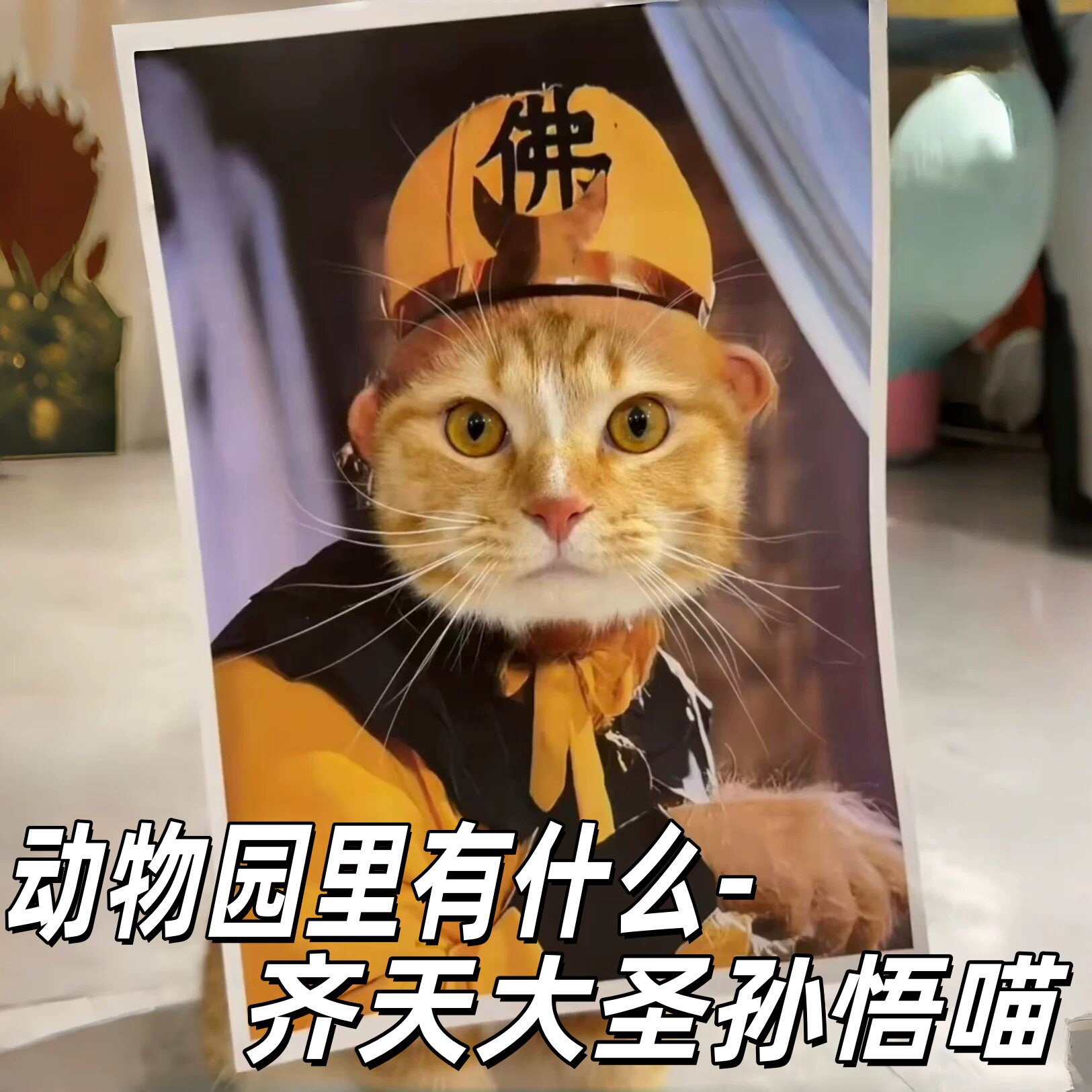 动物园里有什么西游记版猫咪cos扮演头套画趣味搞怪拍照出片神器