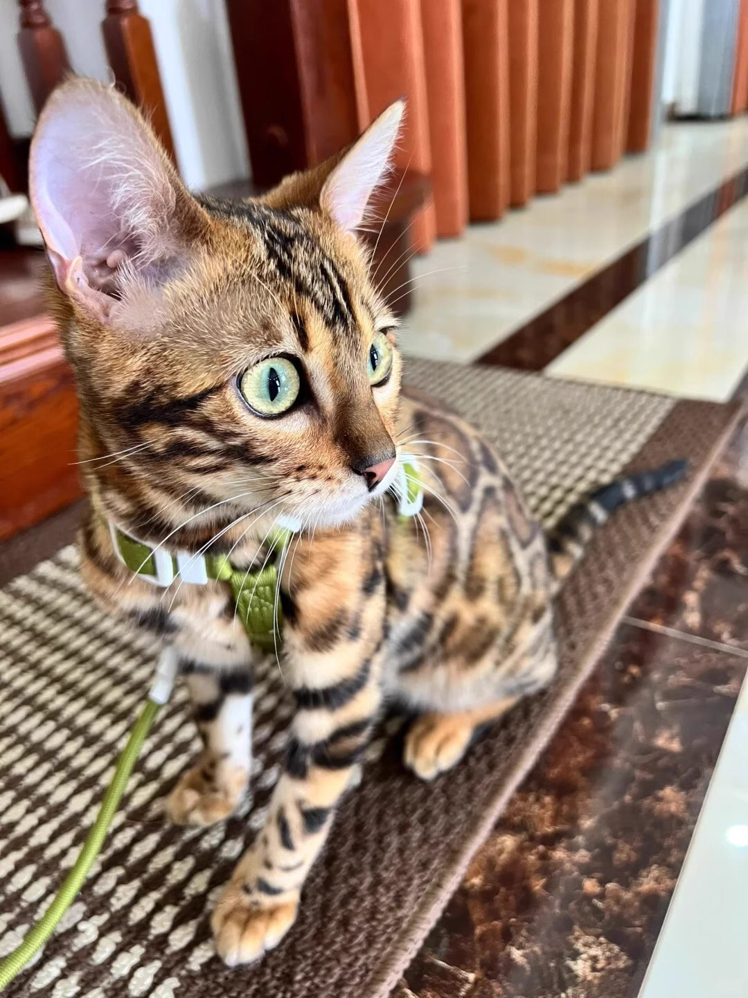 纯种孟加拉虎猫幼猫活体宠物猫虎豹猫银豹猫雪豹猫活体宠物猫