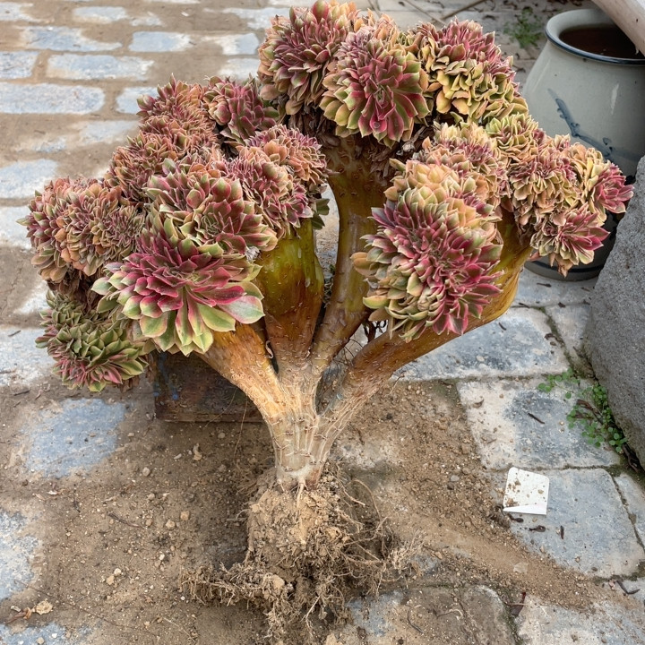 斑斓,鲜花速递/花卉仿真/绿植园艺,多肉植物,淘宝优惠券,粉丝福利购,淘宝优惠卷
