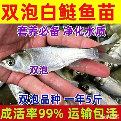 双泡白鲢鲢鱼花鲢鱼大头鱼苗淡水养殖食用胖头鱼半斤鲢鳙鱼苗雄鱼