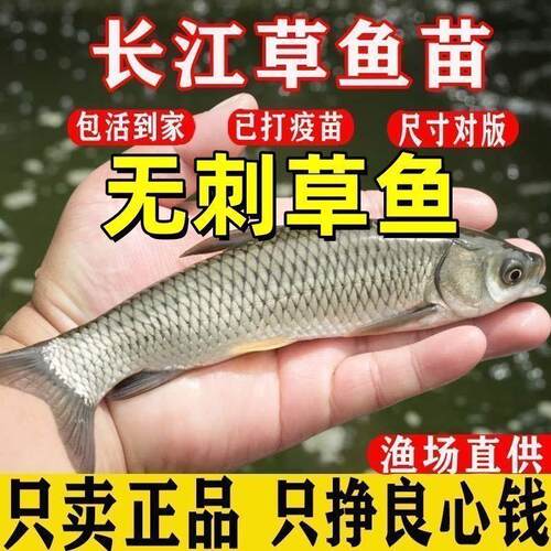 无刺正宗大草鱼苗特大号淡水活体养殖食用皖鱼规格半斤脆肉