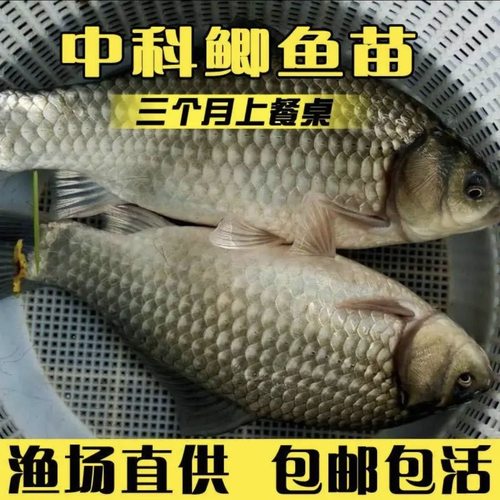 优质鲫鱼苗黄金鲫鱼苗中科5号