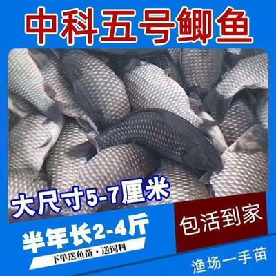 正宗中科五号鲫鱼苗工程鲫鱼淡水养殖草鱼苗鲤鱼花鲢包活