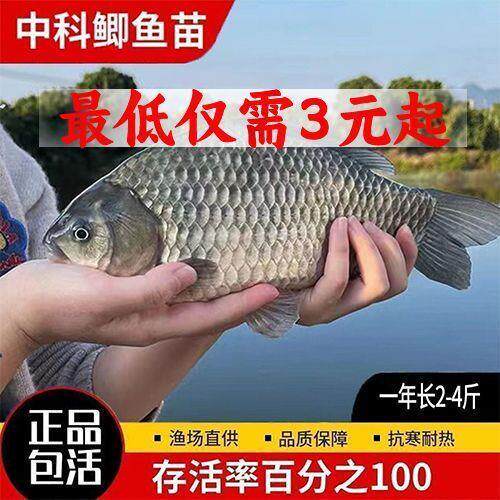 大品种中科五号鲫鱼苗土鲫大阪鲫鱼苗淡水养殖食用草鱼苗青鱼鲤鱼