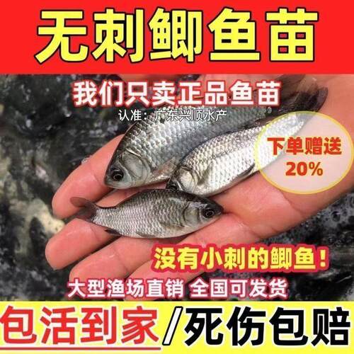 正宗改良无刺无骨中科5号鲫鱼苗淡水养殖高背银鲫黄金土鲫大阪鲫
