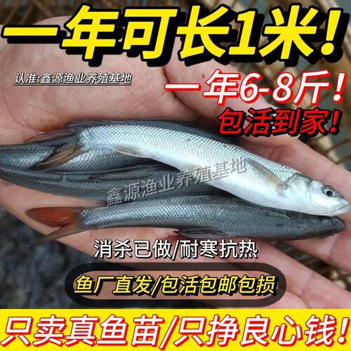 【开春放鱼塘】银鳕鱼苗淡水养殖大鳞鲃冷水活体银雪鱼苗耐活好养