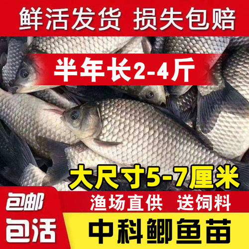 半斤一两鲫鱼苗黄金工程中科鲫五号大阪鲫银鲫养殖淡水可过冬包活