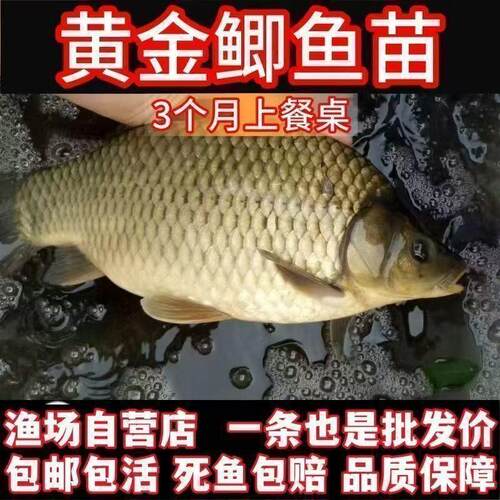 正宗中科五号鲫鱼苗淡水养殖高背银鲫黄金土鲫圆头大阪彭泽