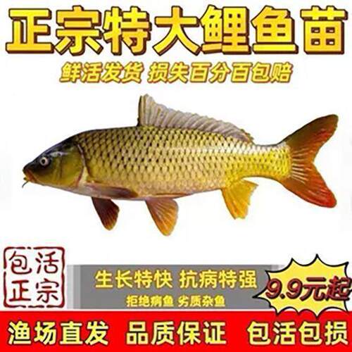 正宗黑鲤鱼建鲤丰鲤稻田鲤淡水池塘养殖草鱼苗大种工程鲫鱼苗