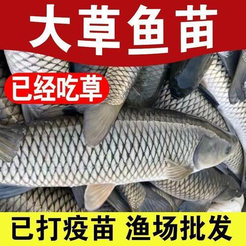 草鱼鱼苗淡水养殖可食用半斤草皖特大草鱼苗活鱼苗小草鱼苗