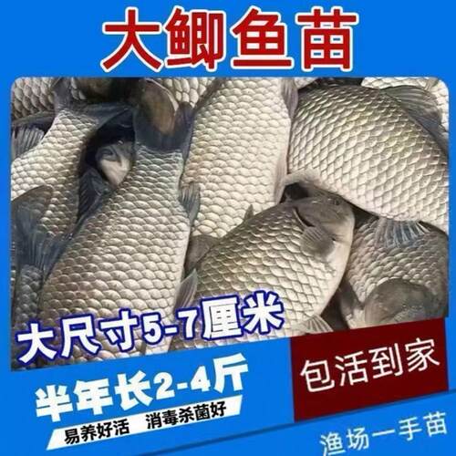 鲫鱼苗黄金工程中科鲫五号大阪鲫银鲫养殖淡水可过冬