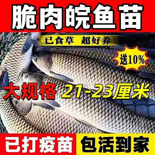 中山脆肉鲩鱼苗半斤脆鲩鱼苗20厘