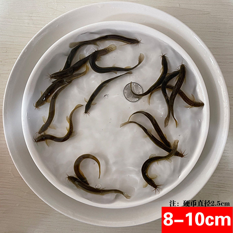 台湾泥鳅钓鱼苗本地青鳅金鳅鲜活筏钓鱼养殖淡水乌龟龙鱼宠物饲料,个性定制/设计服务/DIY,明信片定制,淘宝优惠券,粉丝福利购,淘宝优惠卷