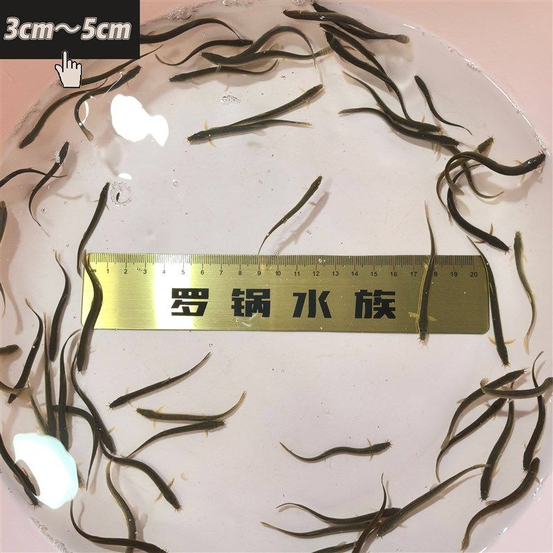 鲜活小泥鳅苗本地泥鳅养殖东北小金鳅筏钓泥鳅活饵龙鱼乌龟饲料鱼,个性定制/设计服务/DIY,明信片定制,淘宝优惠券,粉丝福利购,淘宝优惠卷