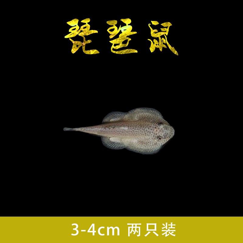 黑线飞狐鱼热带小精灵鱼小猴飞狐鱼苦力泥鳅鱼草缸除藻小型观赏鱼,个性定制/设计服务/DIY,明信片定制,淘宝优惠券,粉丝福利购,淘宝优惠卷