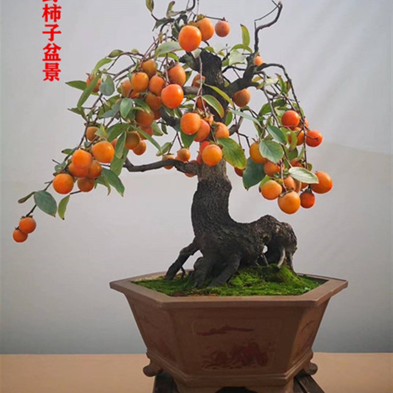 野柿子山柿熟桩盆景观果绿植办公室阳台室内植物庭院盆栽树疙瘩图片