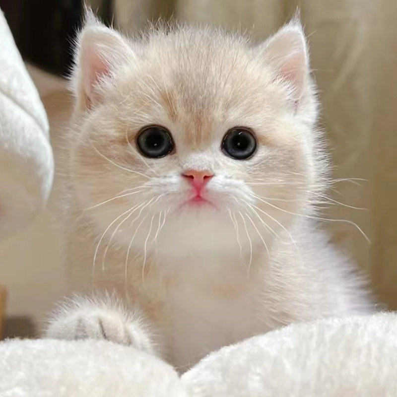 纯种英短蓝金渐层猫幼猫活物猫咪宠物猫长毛渐层ay12ny12幼崽活体