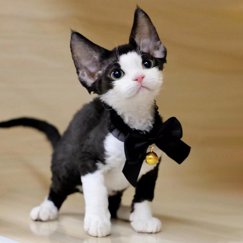 德文卷毛猫幼猫纯种黑白开脸双血统德文猫幼崽帝王猫活体不掉毛猫