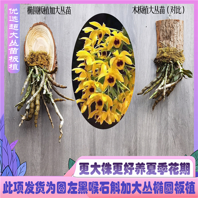 黑喉石斛苗稀有品种数量有限兰花大苗办公桌 保证对版 花艳丽明黄