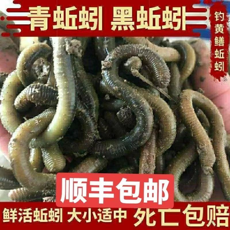 蚯蚓活体钓鱼大青黄鳝顺丰