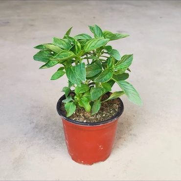 thai basil 150mm pot herb edible live plant