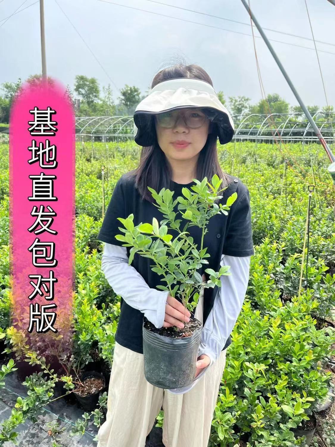 蓝莓树苗盆栽地栽蓝莓苗原盆原土南北方种植蓝莓钵苗抗寒超甜大果