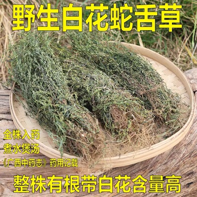 广西野生白花蛇舌草中药材全株入药白花蛇舌草茶泡水喝
