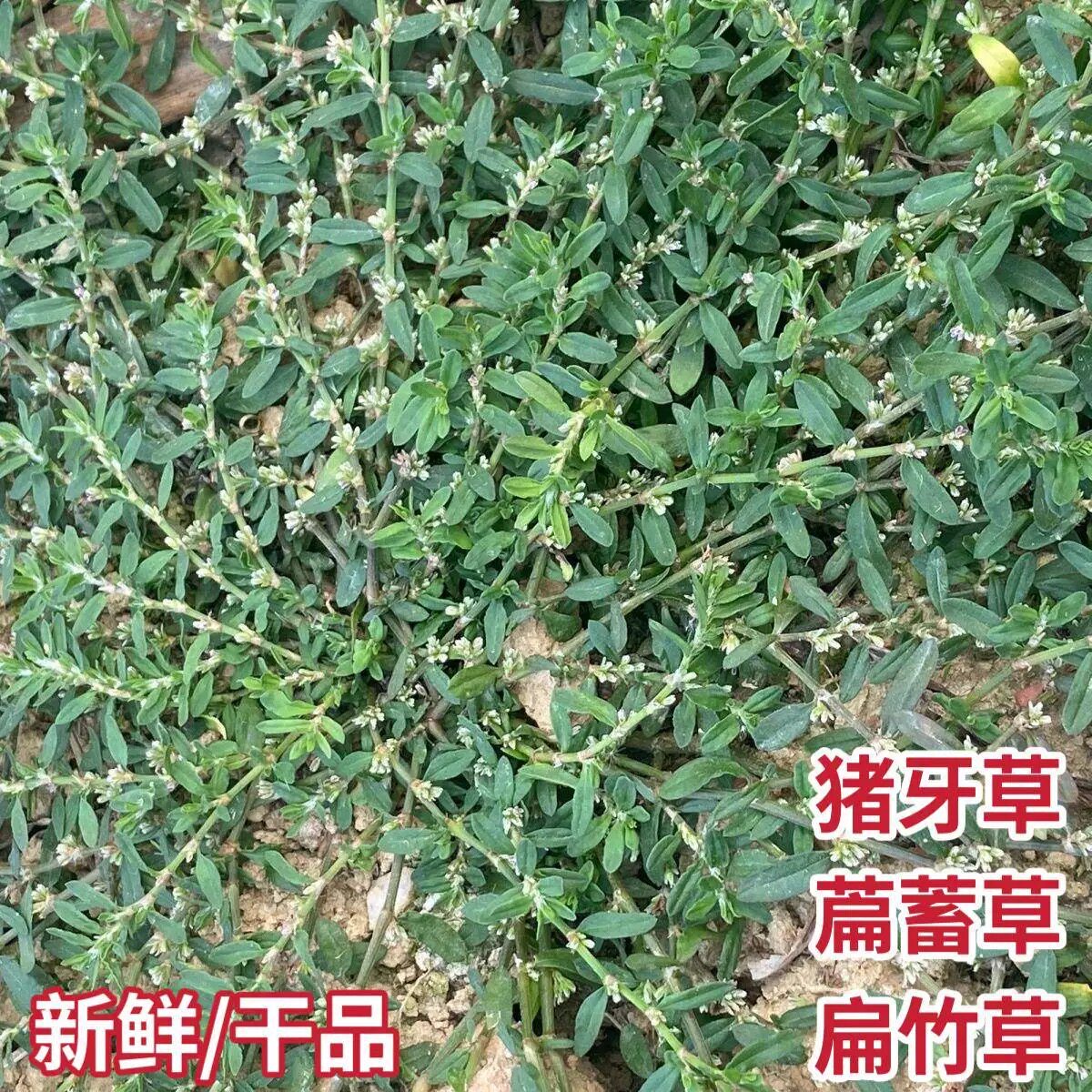 野生扁蓄整根整株猪芽草中药材新鲜干货泡水喝蚂蚁草道生草