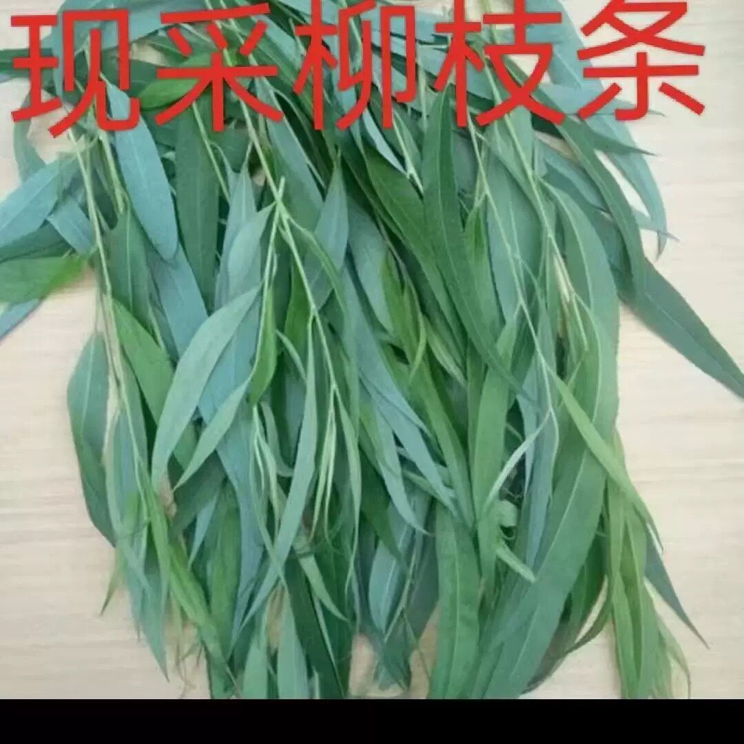新鲜柳条现摘现发柳树树枝柳树叶 带叶柳枝嫩芽中药材装饰摆件