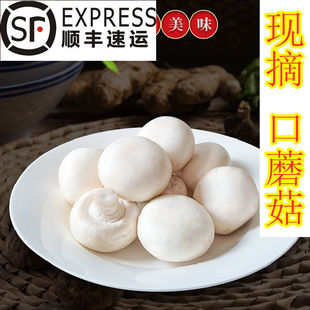 网红煎口蘑新鲜食用菌500克白蘑菇口蘑双孢菇洋蘑菇顺丰冷链