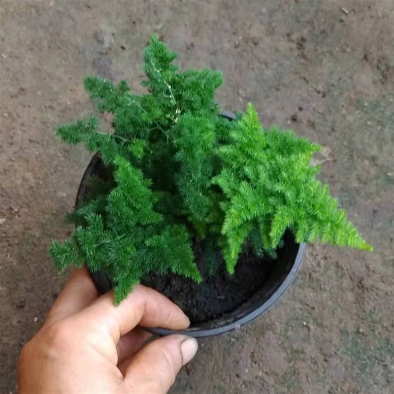 唐山云竹 原盆唐山矮云竹盆栽 矮文竹植物 矮生云竹 文竹球 包邮