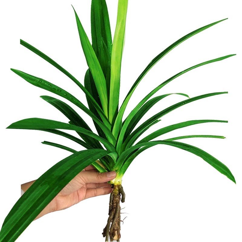 海南种植户香兰叶苗斑斓叶苗绿植带土球育苗袋发货